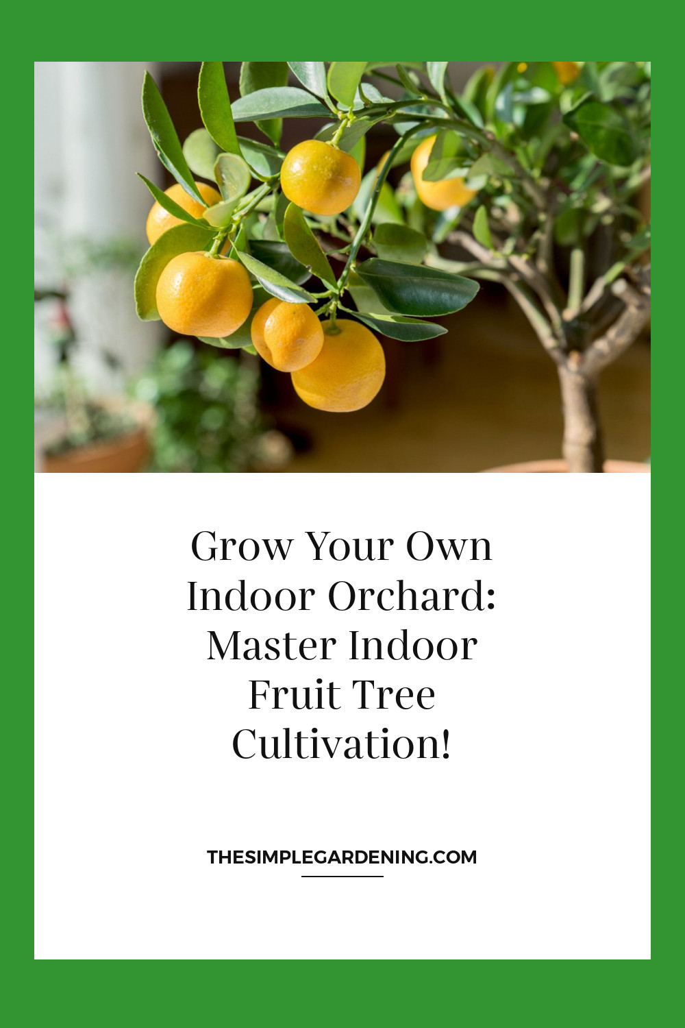 Grow Your Own Indoor Orchard: Master Indoor Fruit Tree Cultivation!